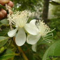 Psidium guineense Sw.